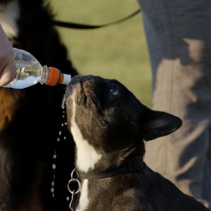 Pet dog drinking water